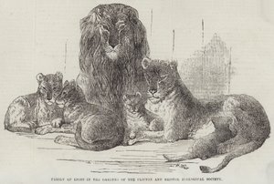 クリフトンとブリストル動物学会の庭園にいるライオンの家族